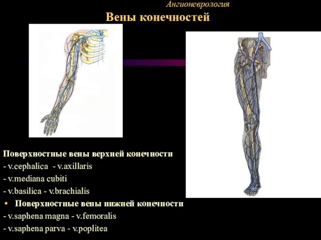 Ангионеврология Вены конечностей Поверхностные вены верхней конечности - v.cephalica - v.axillaris