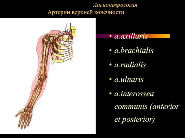 a.axillaris a.brachialis a.radialis a.ulnaris a.interossea communis (anterior et posterior) Ангионеврология Артерии верхней конечности