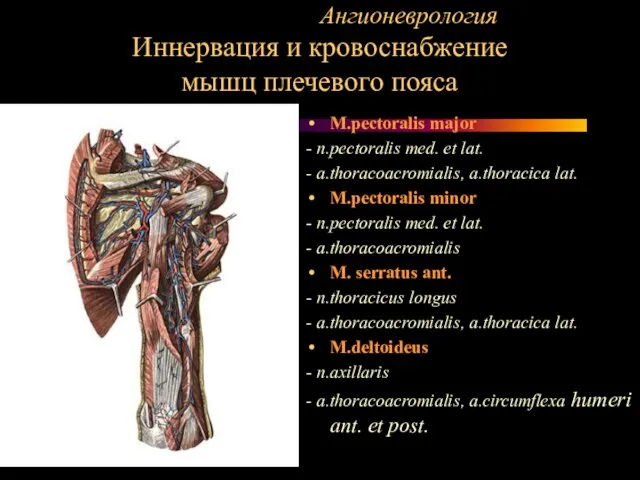 Ангионеврология Иннервация и кровоснабжение мышц плечевого пояса M.pectoralis major - n.pectoralis