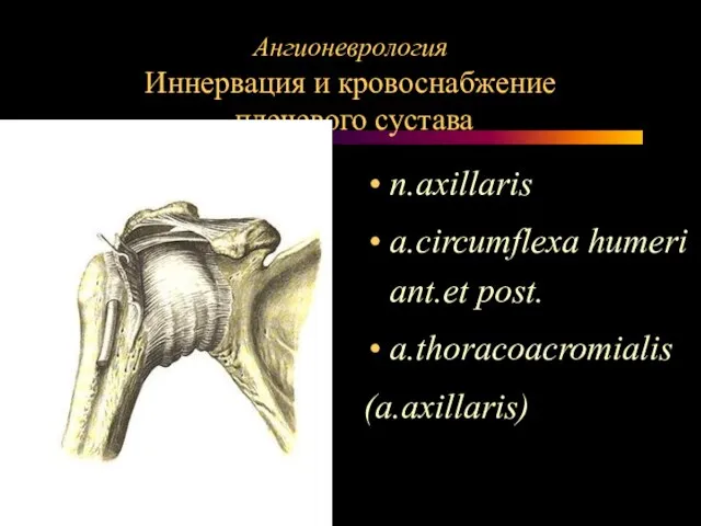Ангионеврология Иннервация и кровоснабжение плечевого сустава n.axillaris a.circumflexa humeri ant.et post. a.thoracoacromialis (a.axillaris)