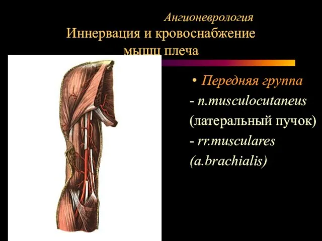 Ангионеврология Иннервация и кровоснабжение мышц плеча Передняя группа - n.musculocutaneus (латеральный пучок) - rr.musculares (a.brachialis)
