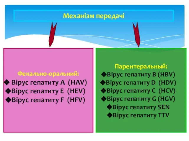 Фекально-оральний: Вірус гепатиту А (HAV) Вірус гепатиту Е (HЕV) Вірус гепатиту