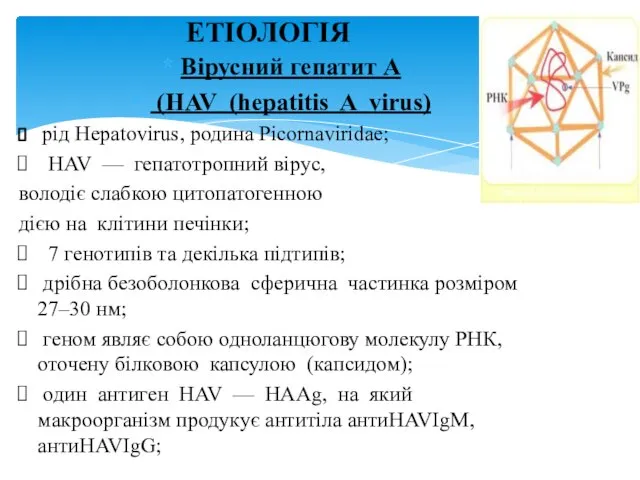 Вірусний гепатит А (HAV (hepatitis A virus) рід Hepatovirus, родина Picornaviridae;