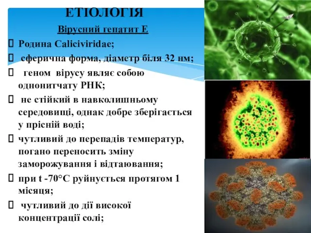 Вірусний гепатит Е Родина Caliciviridae; сферична форма, діаметр біля 32 нм;