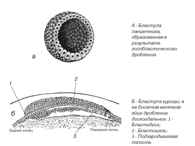 А - Бластула ланцетника, образованная в результате голобластического дробления. Б -