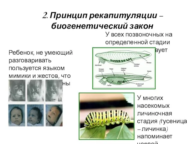 2. Принцип рекапитуляции – биогенетический закон Ребенок, не умеющий разговаривать пользуется