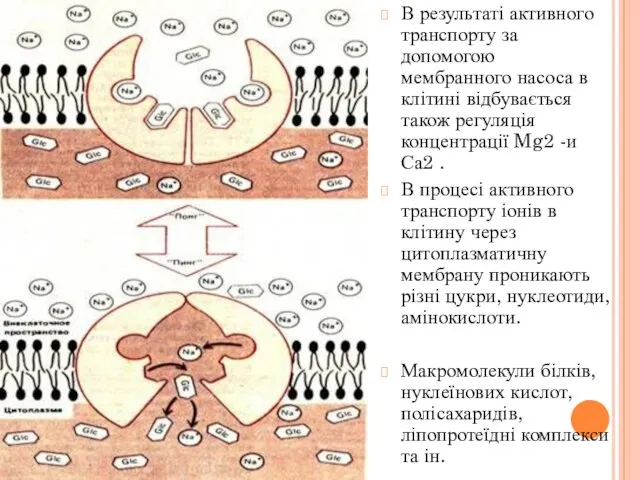 В результаті активного транспорту за допомогою мембранного насоса в клітині відбувається