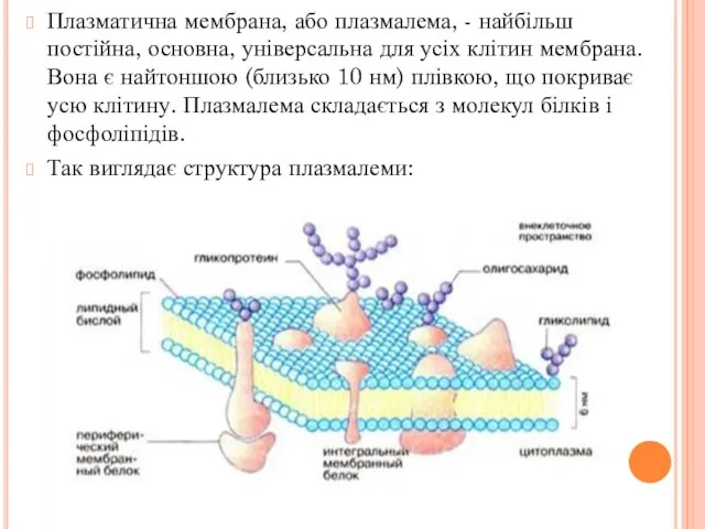 Плазматична мембрана, або плазмалема, - найбільш постійна, основна, універсальна для усіх