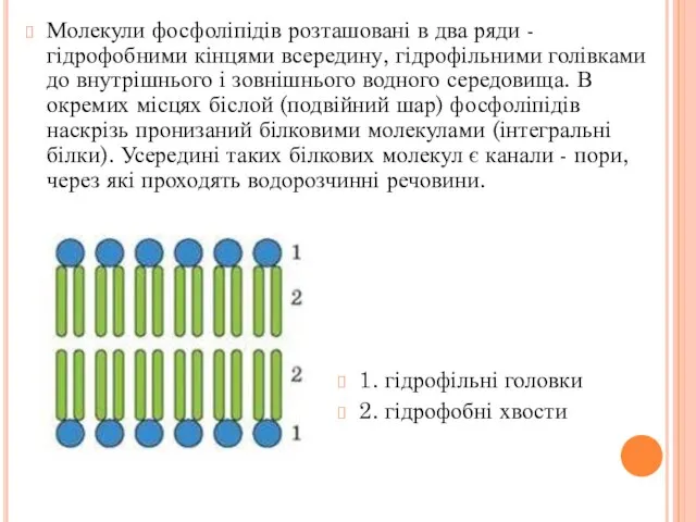 Молекули фосфоліпідів розташовані в два ряди - гідрофобними кінцями всередину, гідрофільними