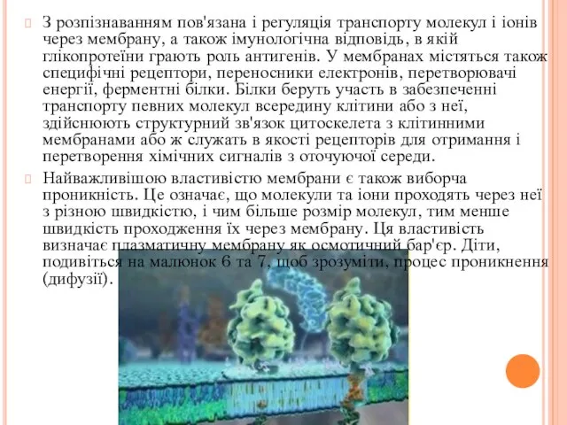 З розпізнаванням пов'язана і регуляція транспорту молекул і іонів через мембрану,