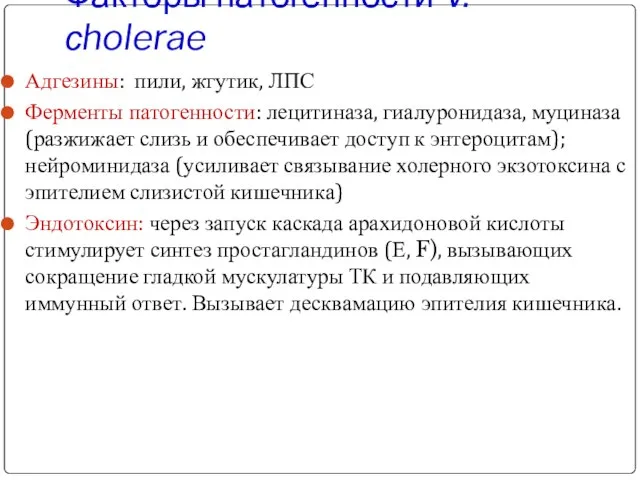 Факторы патогенности V.сholerae Адгезины: пили, жгутик, ЛПС Ферменты патогенности: лецитиназа, гиалуронидаза,