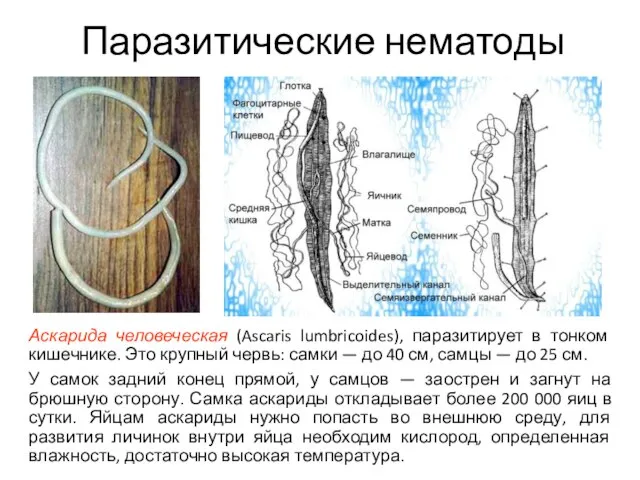 Паразитические нематоды Аскарида человеческая (Ascaris lumbricoides), паразитирует в тонком кишечнике. Это