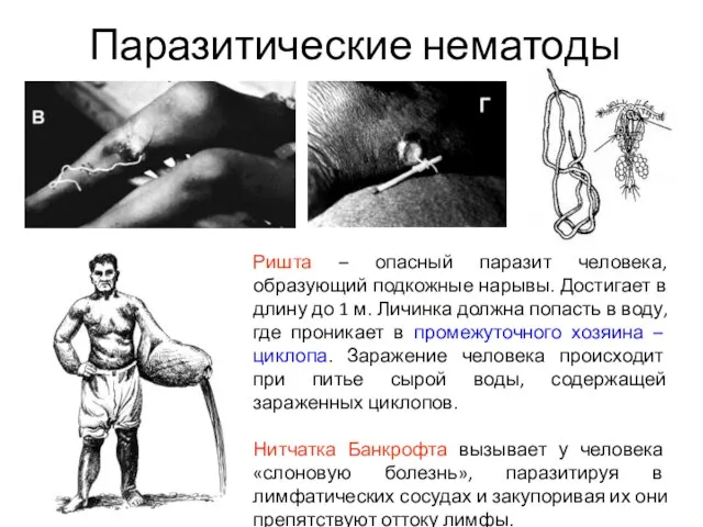 Ришта – опасный паразит человека, образующий подкожные нарывы. Достигает в длину