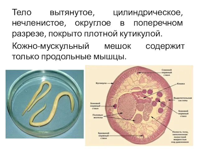 Тело вытянутое, цилиндрическое, нечленистое, округлое в поперечном разрезе, покрыто плотной кутикулой.