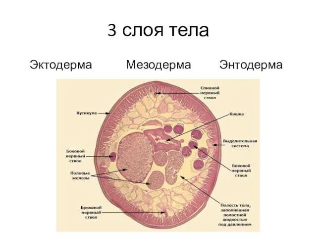 3 слоя тела Эктодерма Мезодерма Энтодерма