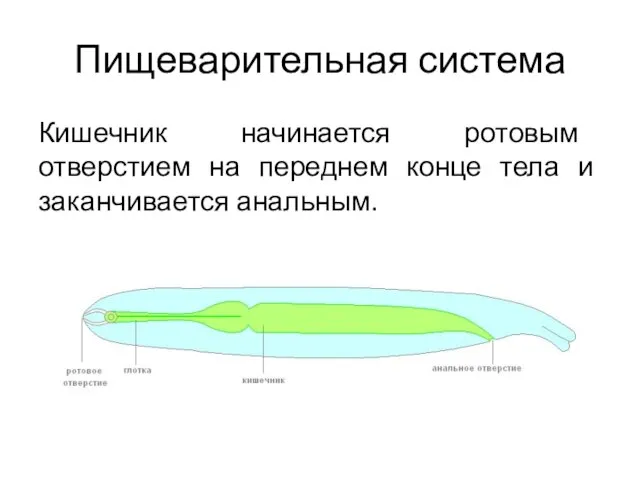 Кишечник начинается ротовым отверстием на переднем конце тела и заканчивается анальным. Пищеварительная система