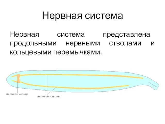 Нервная система представлена продольными нервными стволами и кольцевыми перемычками. Нервная система