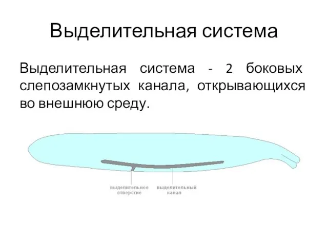 Выделительная система - 2 боковых слепозамкнутых канала, открывающихся во внешнюю среду. Выделительная система