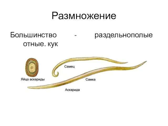 Большинство - раздельнополые животные. кук Размножение