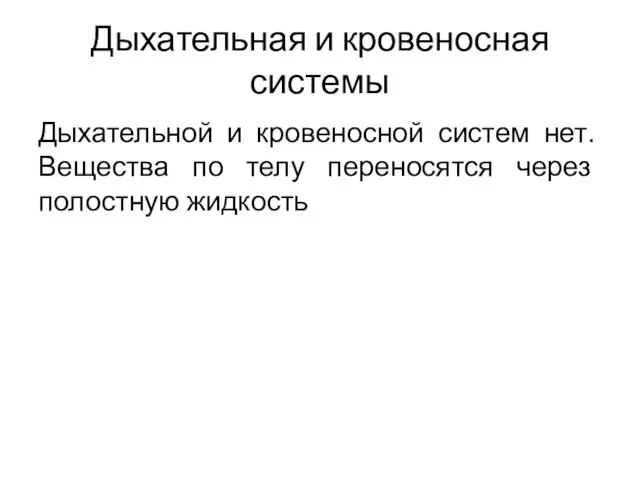 Дыхательной и кровеносной систем нет. Вещества по телу переносятся через полостную жидкость Дыхательная и кровеносная системы