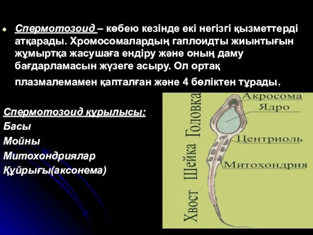 Спермотозоид – көбею кезінде екі негізгі қызметтерді атқарады. Хромосомалардың гаплоидты жиынтығын