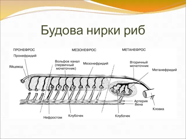 Будова нирки риб