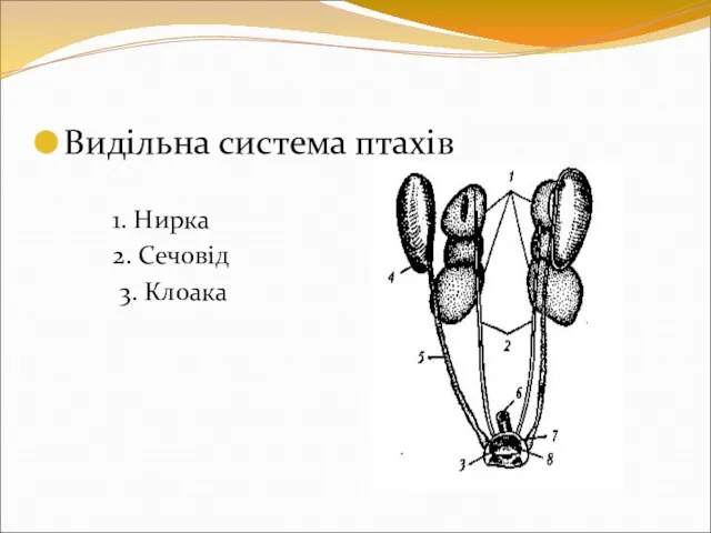 Видільна система птахів 1. Нирка 2. Сечовід 3. Клоака