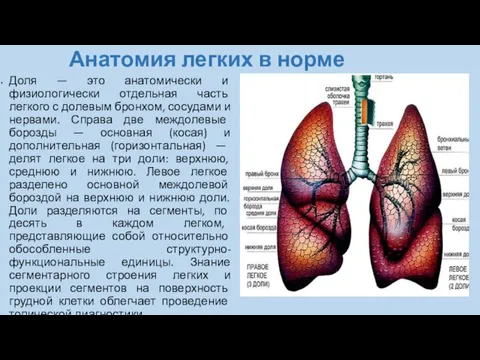 Анатомия легких в норме Доля — это анатомически и физиологически отдельная