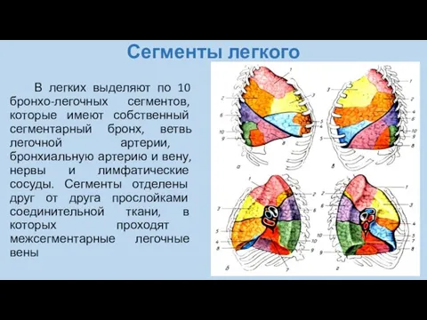 Сегменты легкого В легких выделяют по 10 бронхо-легочных сегментов, которые имеют