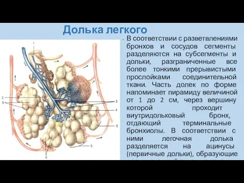 Долька легкого В соответствии с разветвлениями бронхов и сосудов сегменты разделяются