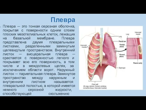 Плевра Плевра — это тонкая серозная оболочка, покрытая с поверхности одним