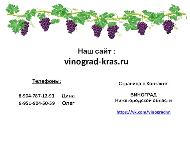 Наш сайт : vinograd-kras.ru Телефоны: 8-904-787-12-93 Дина 8-951-904-50-59 Олег Страница в Контакте: ВИНОГРАД Нижегородской области https://vk.com/vinogradnn