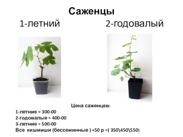 Саженцы 1-летний 2-годовалый Цена саженцев: 1-летние = 300-00 2-годовалые = 400-00