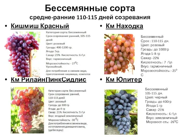 Бессемянные сорта средне-ранние 110-115 дней созревания Кишмиш Красный Км РилайнПинкСидлис Км