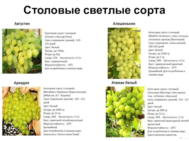 Столовые светлые сорта