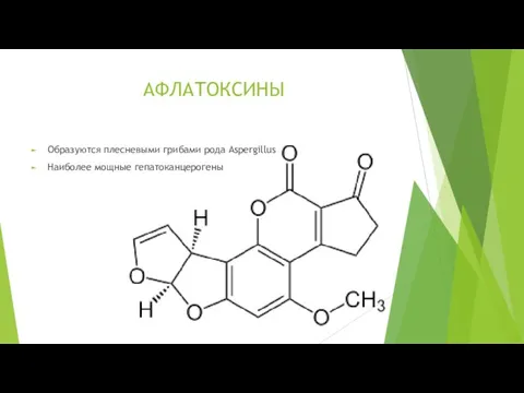 АФЛАТОКСИНЫ Образуются плесневыми грибами рода Aspergillus Наиболее мощные гепатоканцерогены