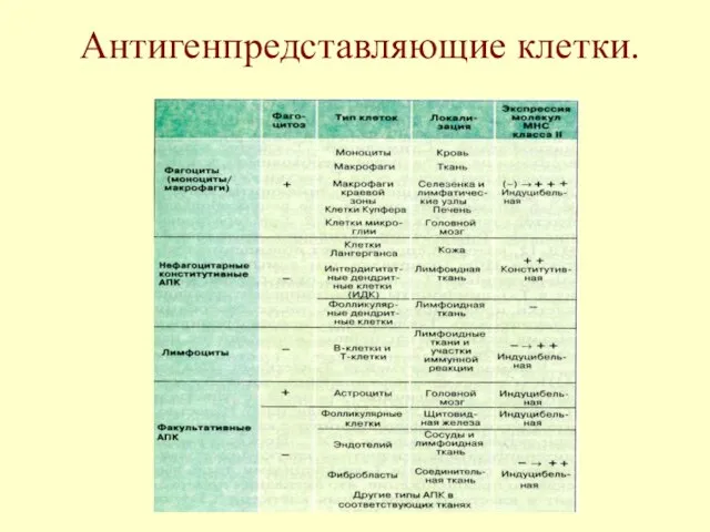 Антигенпредставляющие клетки.