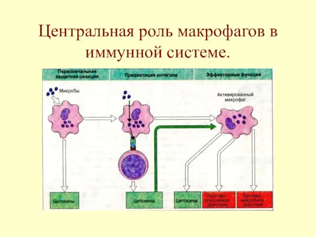 Центральная роль макрофагов в иммунной системе.