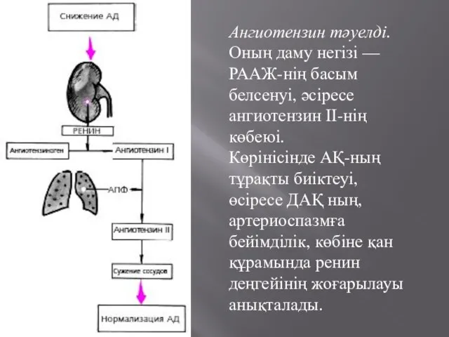 Ангиотензин тәуелді. Оның даму негізі — РААЖ-нің басым белсенуі, әсіресе ангиотензин