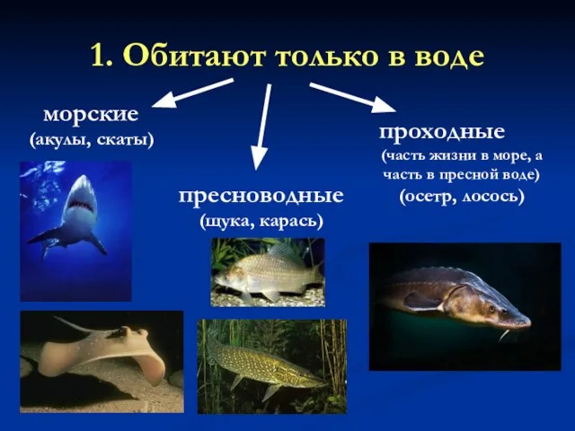 1. Обитают только в воде морские (акулы, скаты) пресноводные (щука, карась)