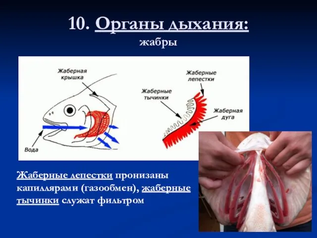 10. Органы дыхания: жабры Жаберные лепестки пронизаны капиллярами (газообмен), жаберные тычинки служат фильтром