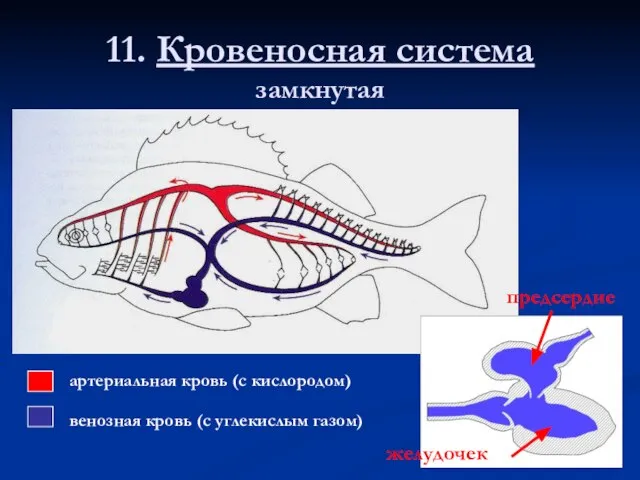 11. Кровеносная система замкнутая предсердие желудочек артериальная кровь (с кислородом) венозная кровь (с углекислым газом)