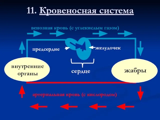 11. Кровеносная система внутренние органы жабры предсердие желудочек сердце артериальная кровь