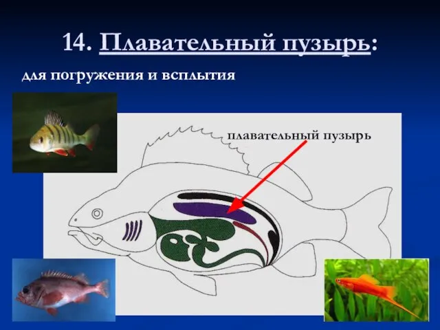 14. Плавательный пузырь: для погружения и всплытия плавательный пузырь