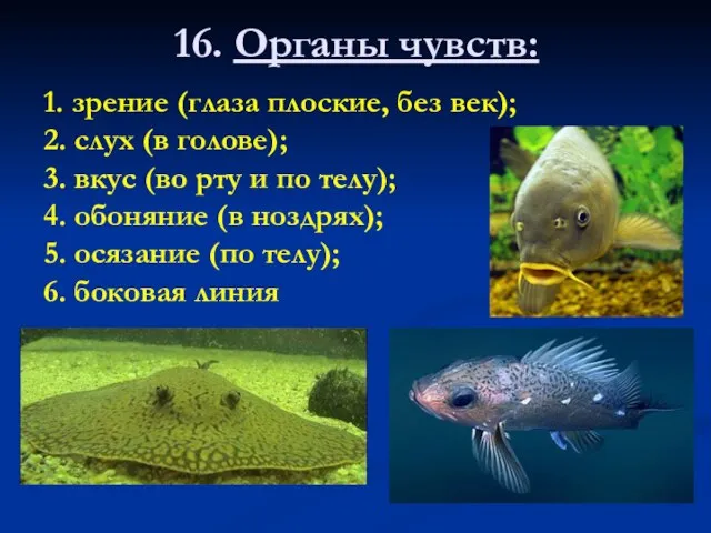 16. Органы чувств: 1. зрение (глаза плоские, без век); 2. слух