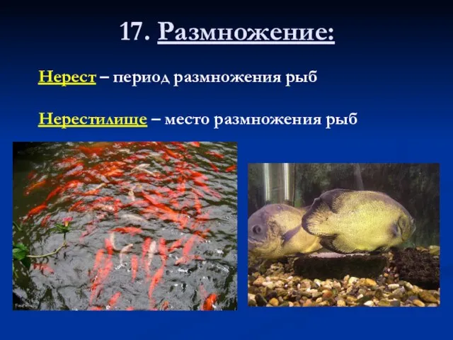 17. Размножение: Нерест – период размножения рыб Нерестилище – место размножения рыб