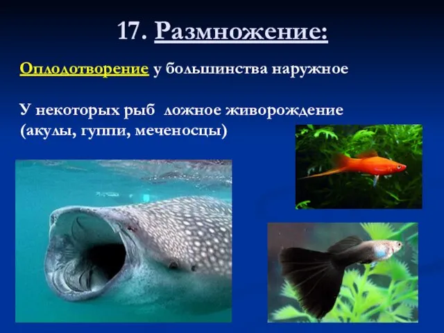 17. Размножение: Оплодотворение у большинства наружное У некоторых рыб ложное живорождение (акулы, гуппи, меченосцы)