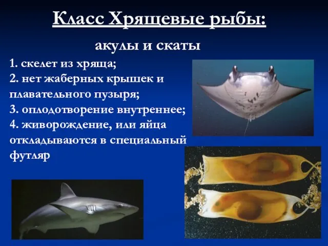 Класс Хрящевые рыбы: акулы и скаты 1. скелет из хряща; 2.