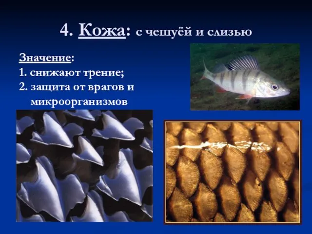 4. Кожа: с чешуёй и слизью Значение: 1. снижают трение; 2. защита от врагов и микроорганизмов