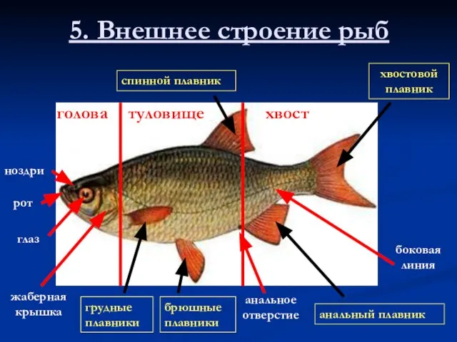 5. Внешнее строение рыб голова туловище хвост глаз ноздри рот жаберная